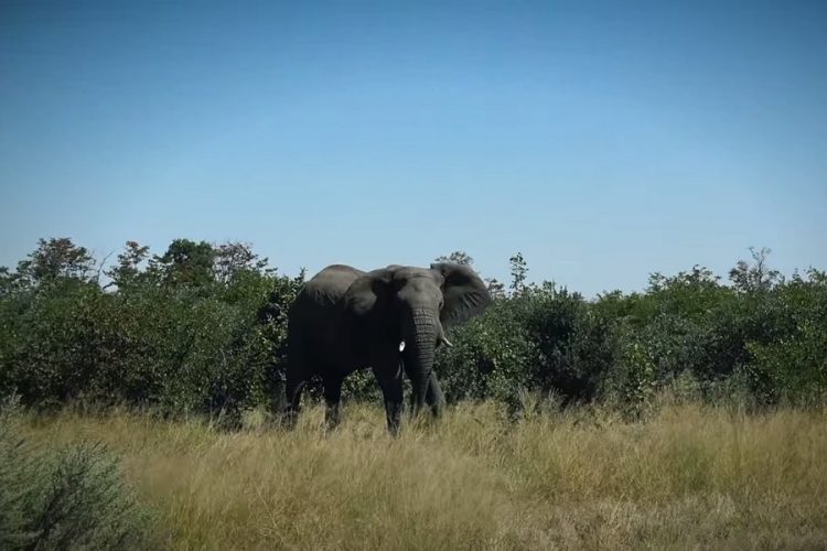 новость 09-07-2019 В Ботсване вновь открылся лагерь Jao Wilfness Safaris