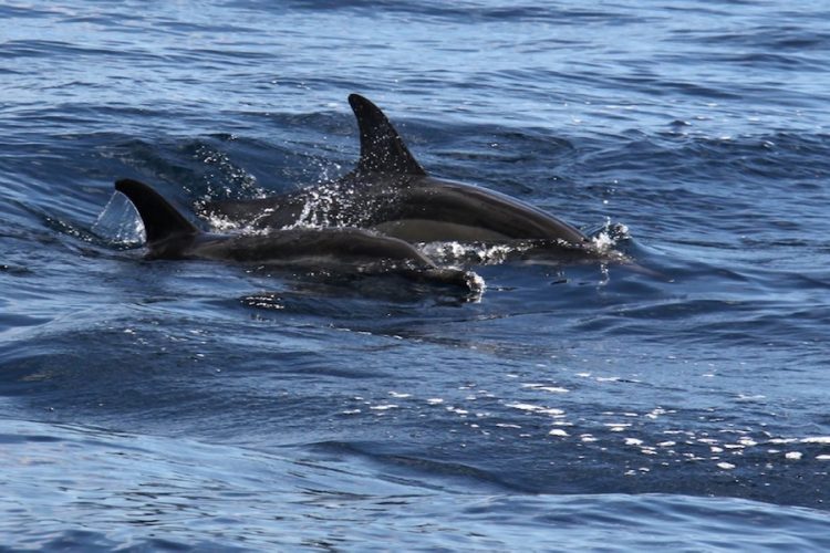 новость 10-07-2019 Новый маршрут в Шотландии позволяет наблюдать за китами