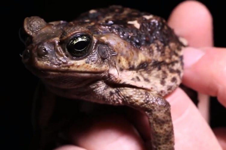 новость 19-07-2019 Ядовитая жаба была поймана около Сиднея
