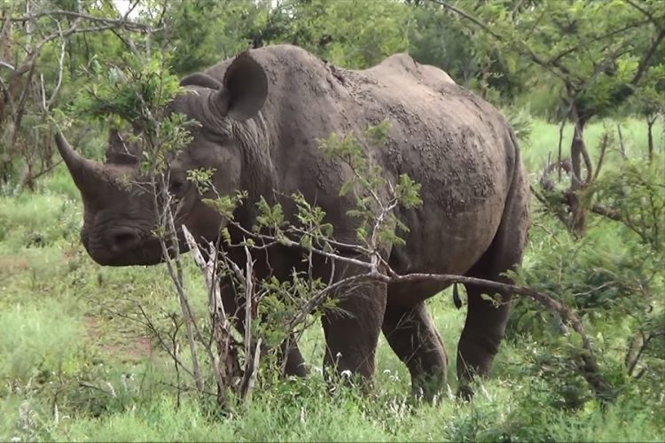 новость 23-07-2019 В Зимбабве в нацпарк Gonarezhou ввезут 30 черных носорогов