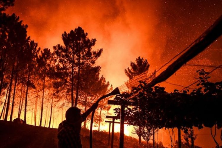 новость 21-07-2019 В центральной Португалии бушуют лесные пожары