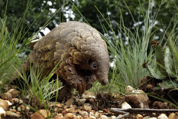 новость 30-07-2019 Из Лаоса во Вьетнам незаконно ввезли 30 панголинов