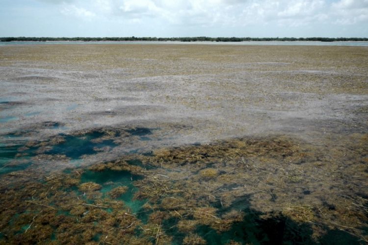 новость 09-07-2019 С Атлантического океана надвигается крупнейший пояс саргассума