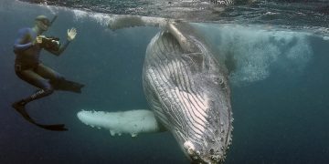 новость 22-07-2019 Горбатые киты ведут себя неестественно из-за туристов