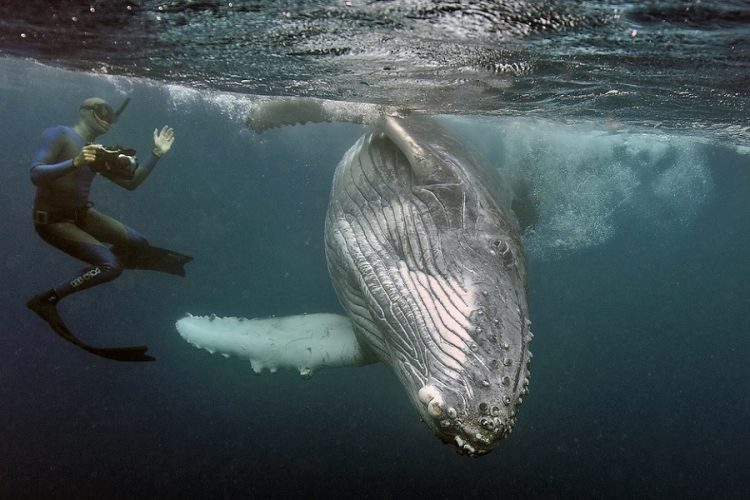 новость 22-07-2019 Горбатые киты ведут себя неестественно из-за туристов