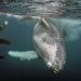 новость 22-07-2019 Горбатые киты ведут себя неестественно из-за туристов