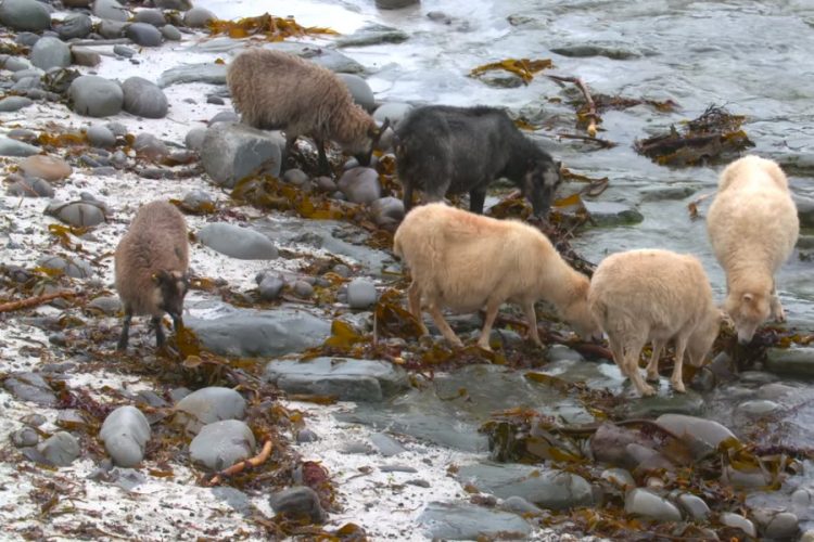 новость 09-07-2019 Остров Шотландии ищет надзирателя для охраны овец