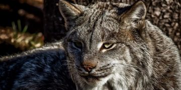 новость 17-07-2019 В мире Диснея подтвердились результаты бешенства дикой кошки