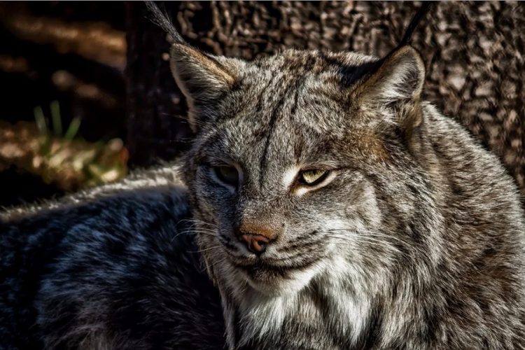 новость 17-07-2019 В мире Диснея подтвердились результаты бешенства дикой кошки