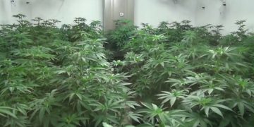 новость 30-07-2019 Легализация марихуаны спасет туризм Новой Зеландии?
