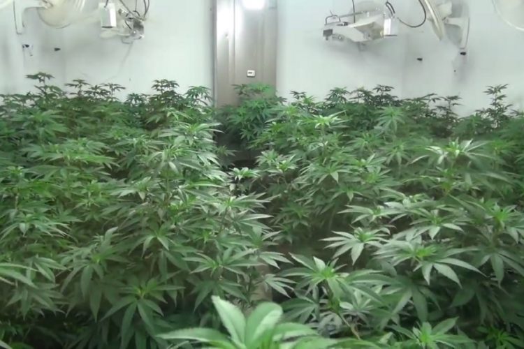 новость 30-07-2019 Легализация марихуаны спасет туризм Новой Зеландии?