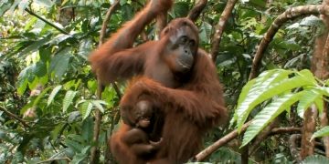 План провалился: туриста посадили за попытку вывезти в РФ орангутанга