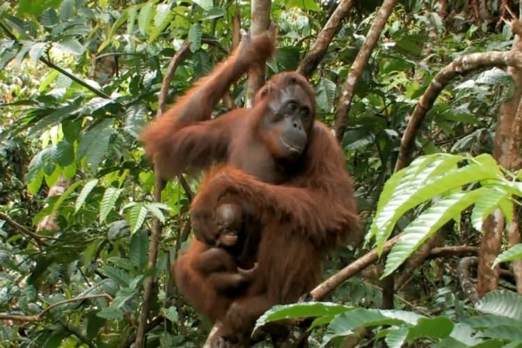 План провалился: туриста посадили за попытку вывезти в РФ орангутанга