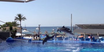 Развлечения с участием китов и дельфинов запрещает Virgin Holidays