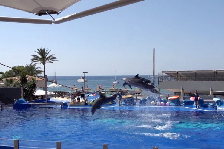 Развлечения с участием китов и дельфинов запрещает Virgin Holidays