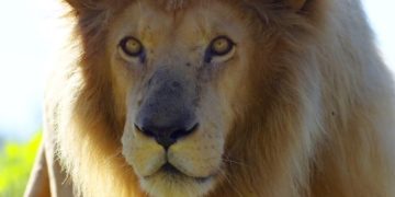 Два детеныша берберийских львов родились в зоопарке Чехии