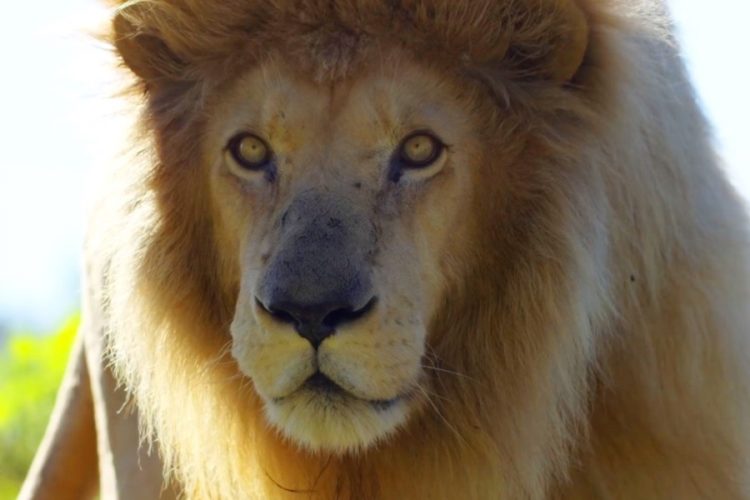 Два детеныша берберийских львов родились в зоопарке Чехии