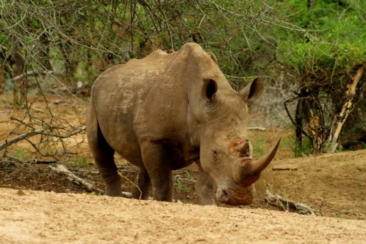 Партию рогов носорога задержали в аэропорту Ханой