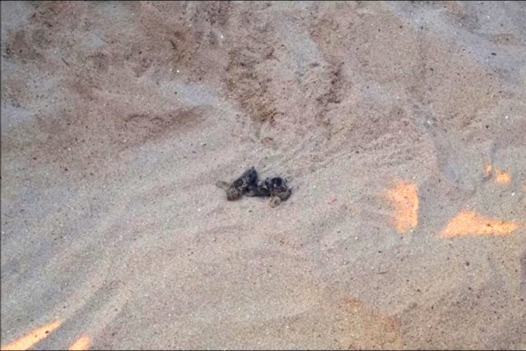 Детеныши черепах каретта-каретта появились на побережье Турции