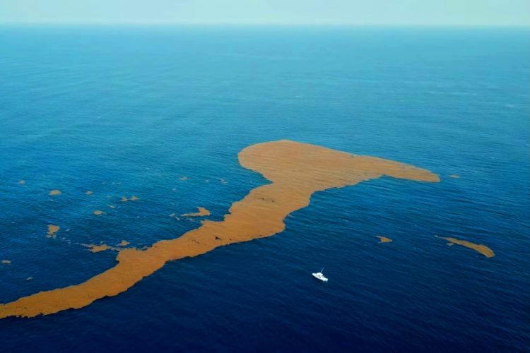 Отели Мексики тратят миллионы, чтобы убрать из пляжей саргассум, но усилия результата не приносят