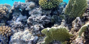 Осмотреть подводный мир предлагает компания Seabourn