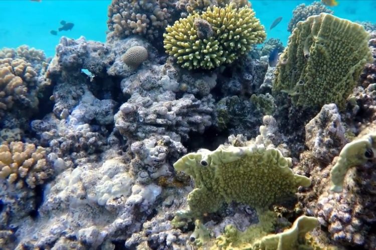 Осмотреть подводный мир предлагает компания Seabourn