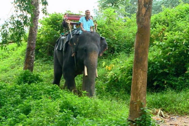новость 14-08-2019 Менее популярными у туристов становятся поездки на слонах