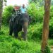новость 14-08-2019 Менее популярными у туристов становятся поездки на слонах