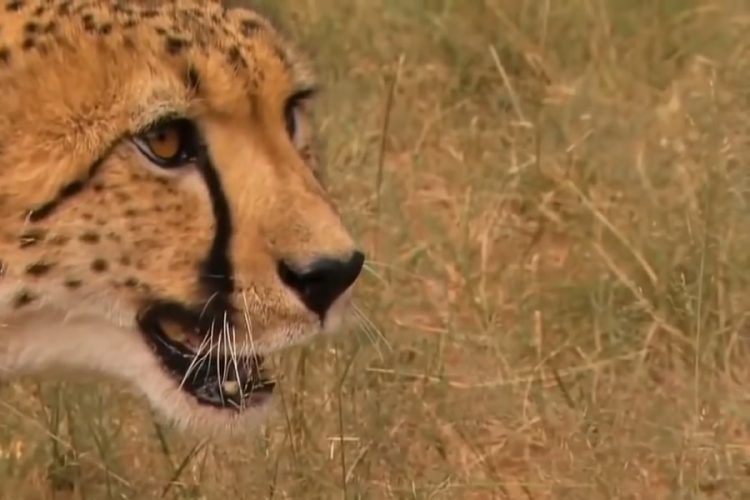 новость 05-08-2019 В заповедник Малави вернули диких гепардов