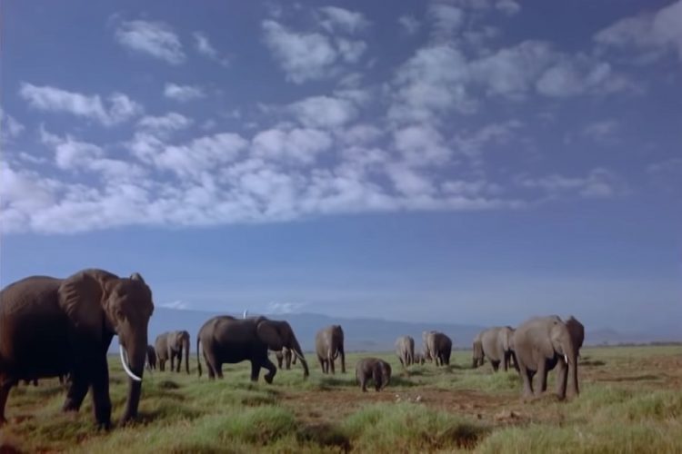 новость 30-08-2019 Европейский союз ограничил экспорт слонов из Африки