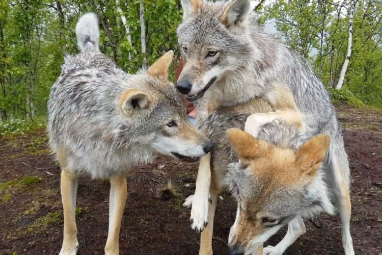 Охоту на волков возле национального парка на Аляске собираются запретить