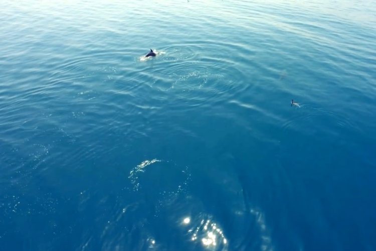 В Заливе Островов Новой Зеландии запретили наблюдать за дельфинами