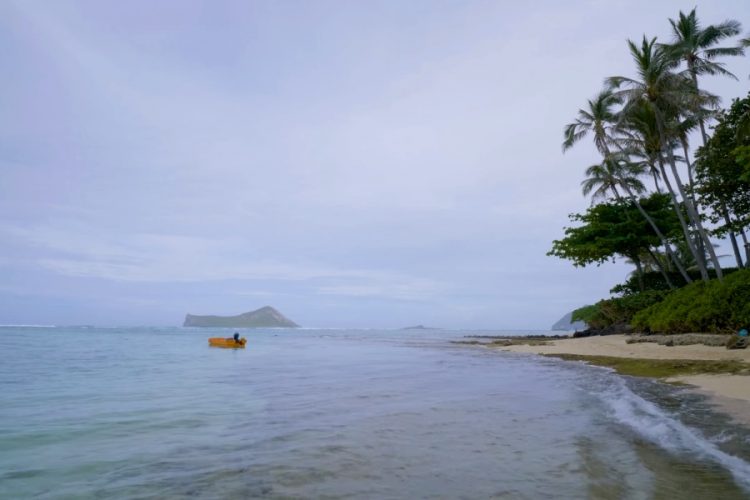 Гавайские острова развивают кампании по защите кораллов