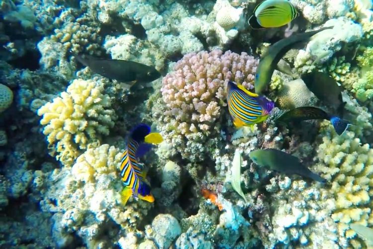 На курортах Египта готовят 27 000 инструкторов по дайвингу