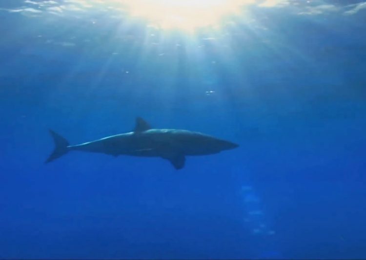 В Южной Африке больше нет больших белых акул