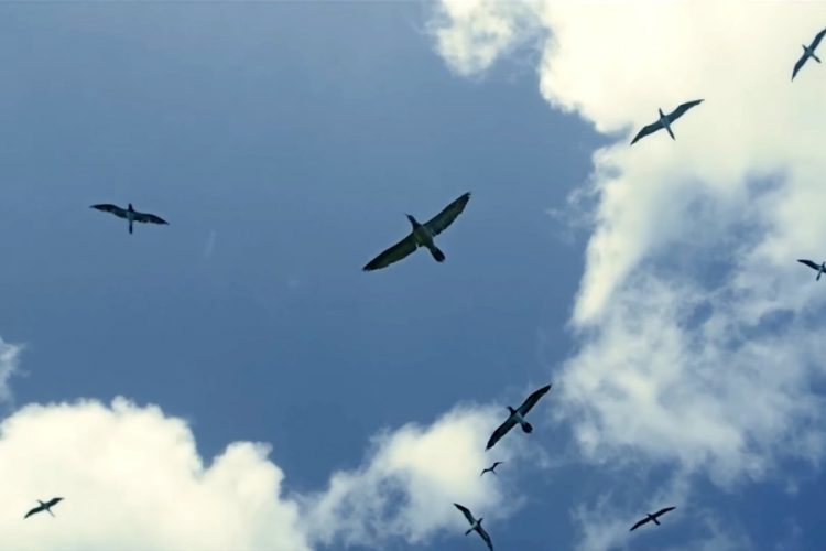 Остров в Карибском море продают за 350 тыс. долларов США