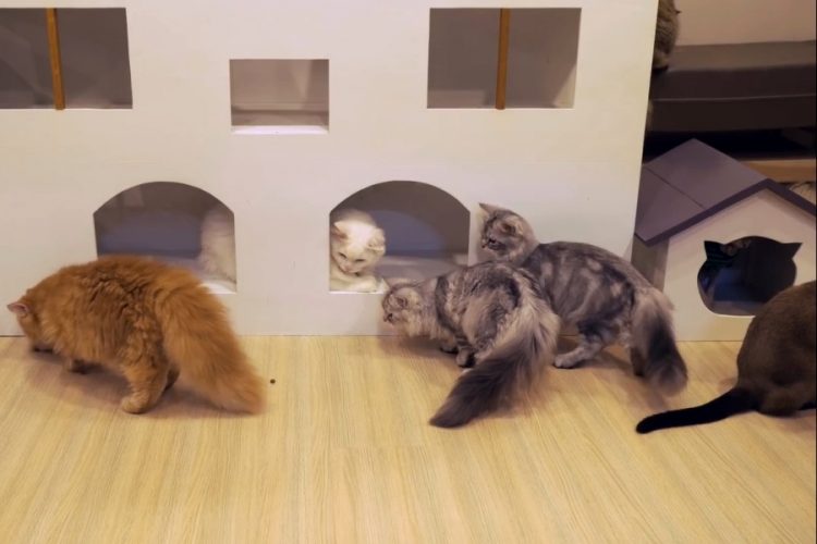 Британцы не смогут возить домашних животных по Европе, как раньше