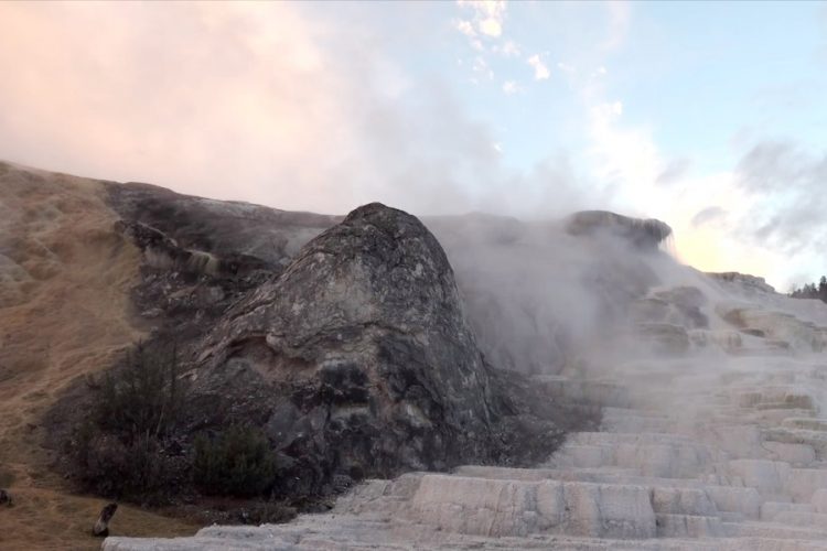 В парке Йеллоустон турист решил погладить бизона, вопреки предупреждениям