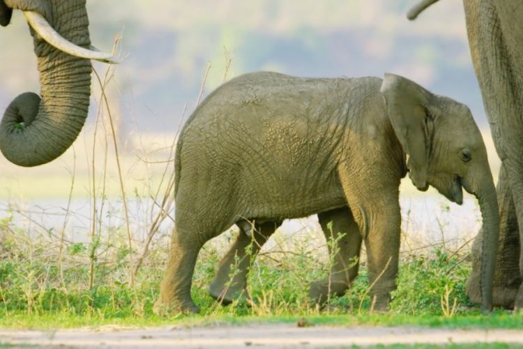 TUI защитит диких слонов в Кении