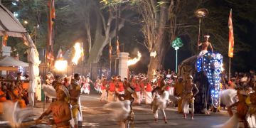 Старый слон упал в обморок от голода на фестивале на Шри-Ланке