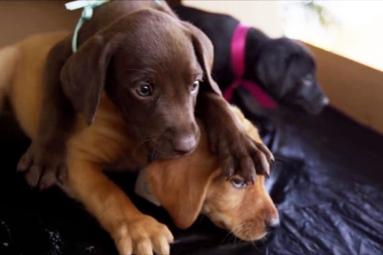 В Хургаде открыли первый отель для животных