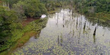 Из-за пожаров в бассейне Амазонки люди начали болеть