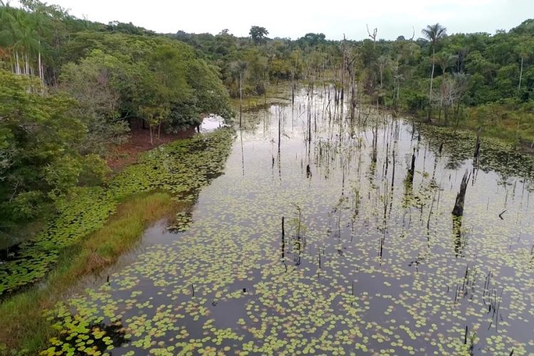 Из-за пожаров в бассейне Амазонки люди начали болеть