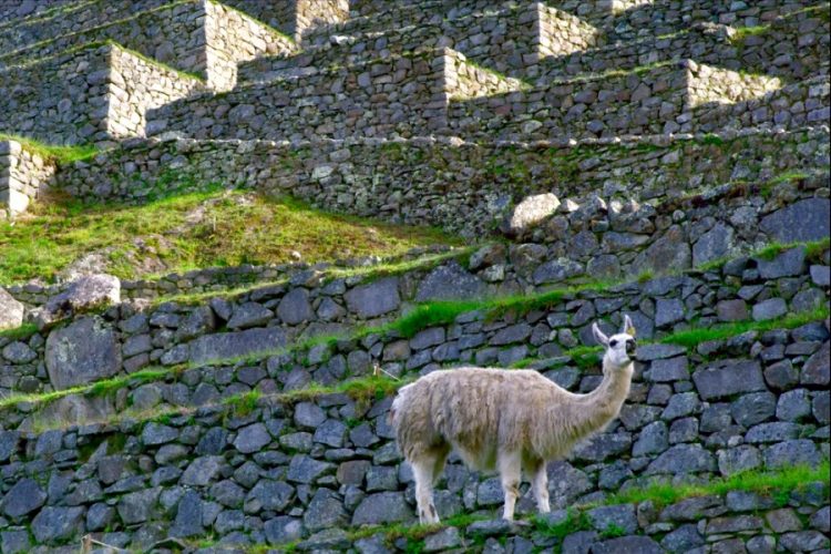 Перуанские женщины начали работать гидами на Тропе инков