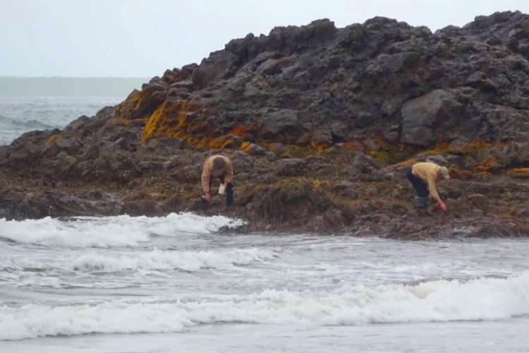 Японцы пакуют чемоданы на Курильские острова
