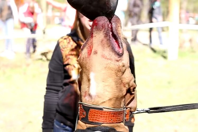 Америка разрешит брать в самолет питбулей