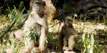 Бабуины пытались украсть ребенка в королевском лесу Рагдан (Саудовская Аравия)