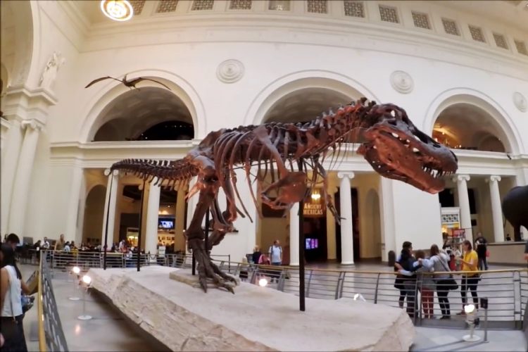 Новый вид динозавра нашли в университете в Йоханнесбурге