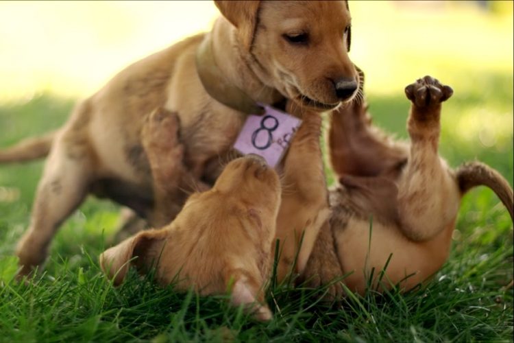 Hotels.com ищет собачьего ревизора