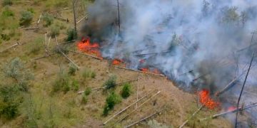 Пожары в Греции уничтожили 2800 гектаров леса